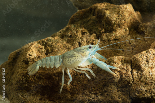 Noble crayfish, Astacus astacus  traditional European food