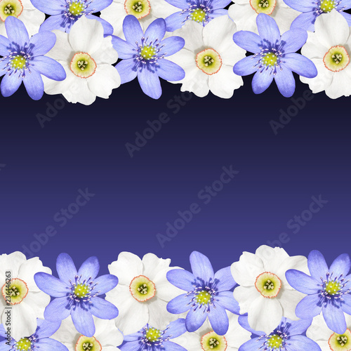 Beautiful floral background of white daffodils and liverwort  © Ann-Mary