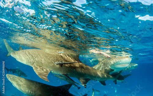 Lemon shark at the Bahamas © Michael Bogner