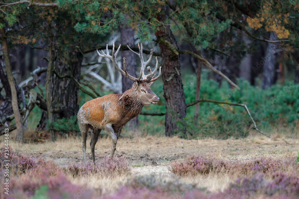 Obraz Red Deer stag in the rutting season in National Park Hoge Veluwe in the Netherlands