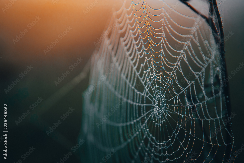 Spider web detail in morning light - obrazy, fototapety, plakaty 
