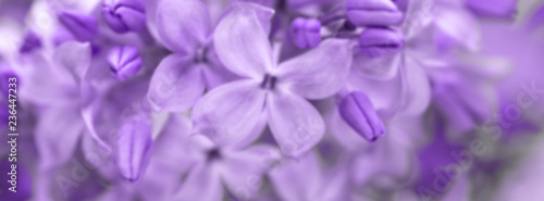 lilac blurred floral background