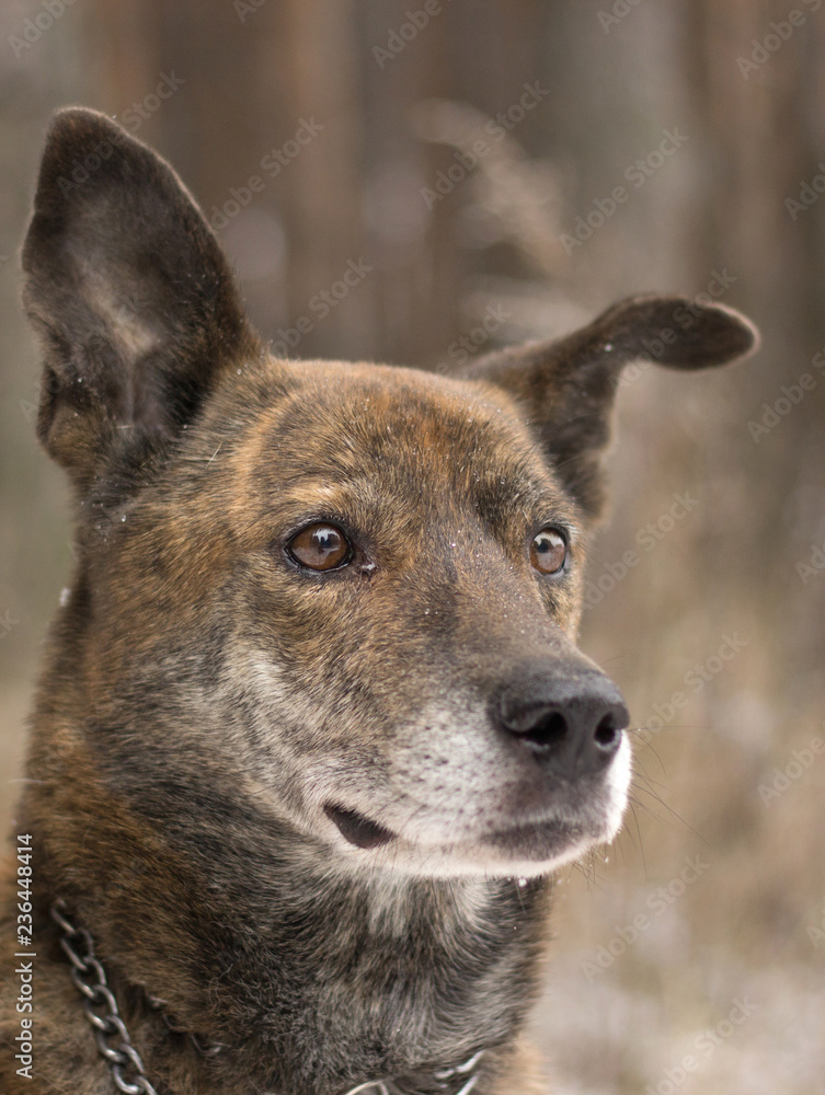 brown dog look snow winter eyes forest white nature portrait cute friend brown dog look snow winter eyes forest white nature portrait cute friend