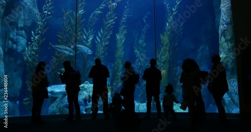 4K Aquarium Spectators in front of Aquarium