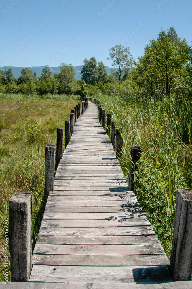 Marais de Lavours, swamp near Ceyzerieu France