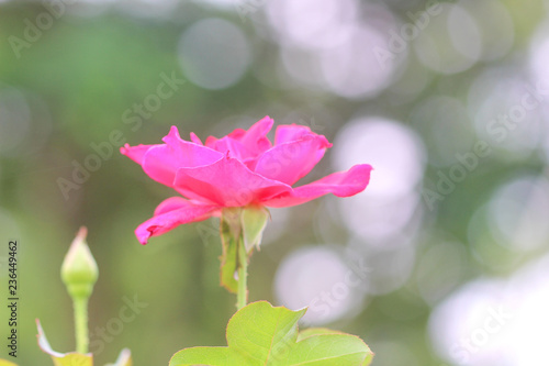 Inflorescence of pink roses flower  blooming with bokeh in garden background