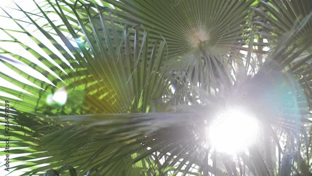 Lens Flare through Palm Tree Leaves at Sunset Time Lens Flare through Palm Tree Leaves at Sunset Time
