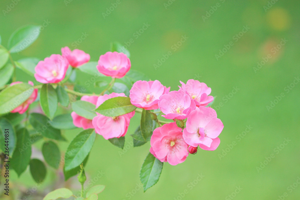 Inflorescence of pink roses flower  blooming in garden background