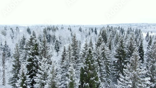 Aerial drone top view of a snowy forest in the dead of winter over tops of trees