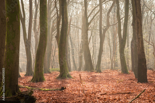Trees surrounded by mist