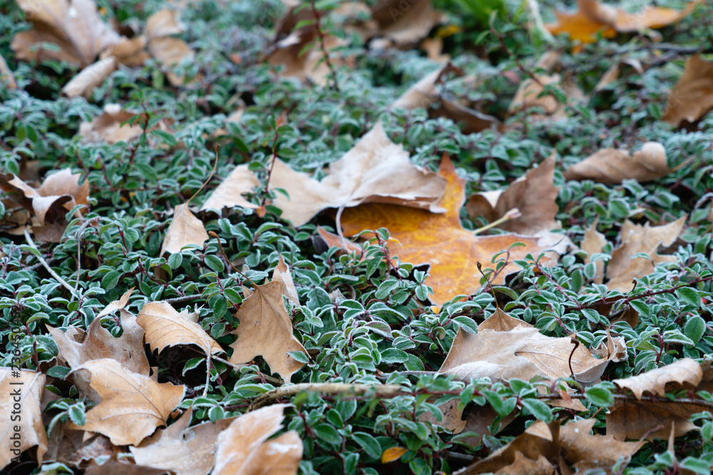 Background of morning frost on a fallen leaves Background of morning frost on a fallen leaves