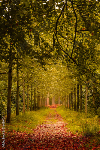 Beautiful forrest during fall