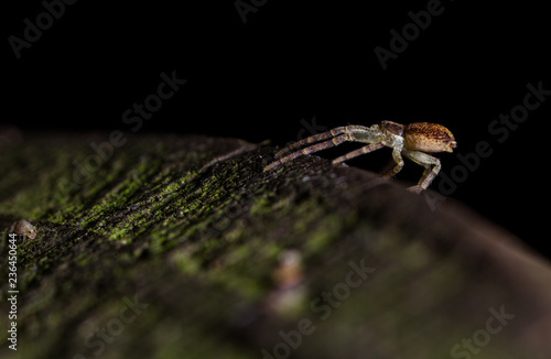 Philodromus species running crab spider 