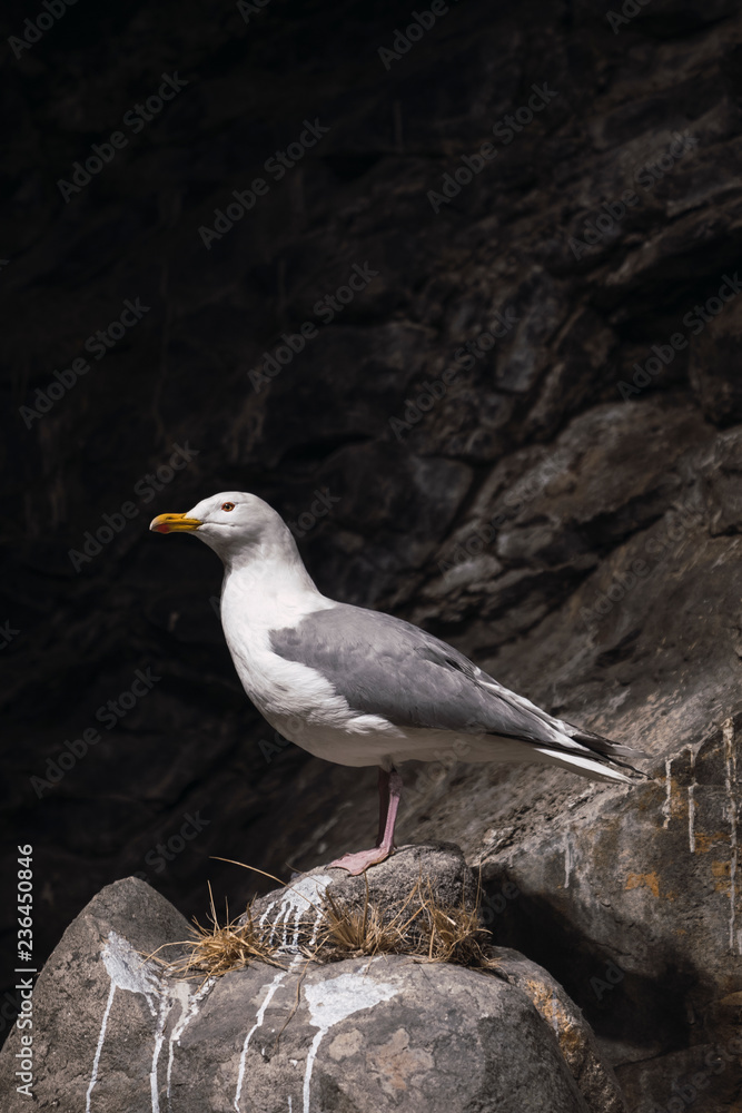 Norway, Lapland, Seagull resting on a rock Norway, Lapland, Seagull resting on a rock