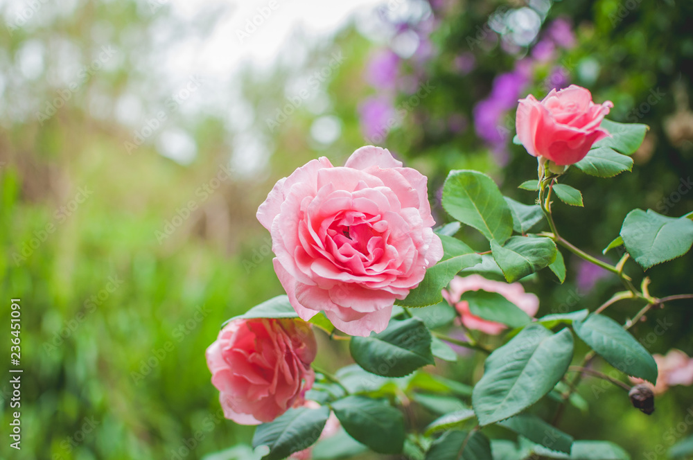 Pink  Pastel Roses on Rose Bush