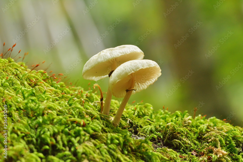 Mushrooms in the beech forest Mushrooms in the beech forest