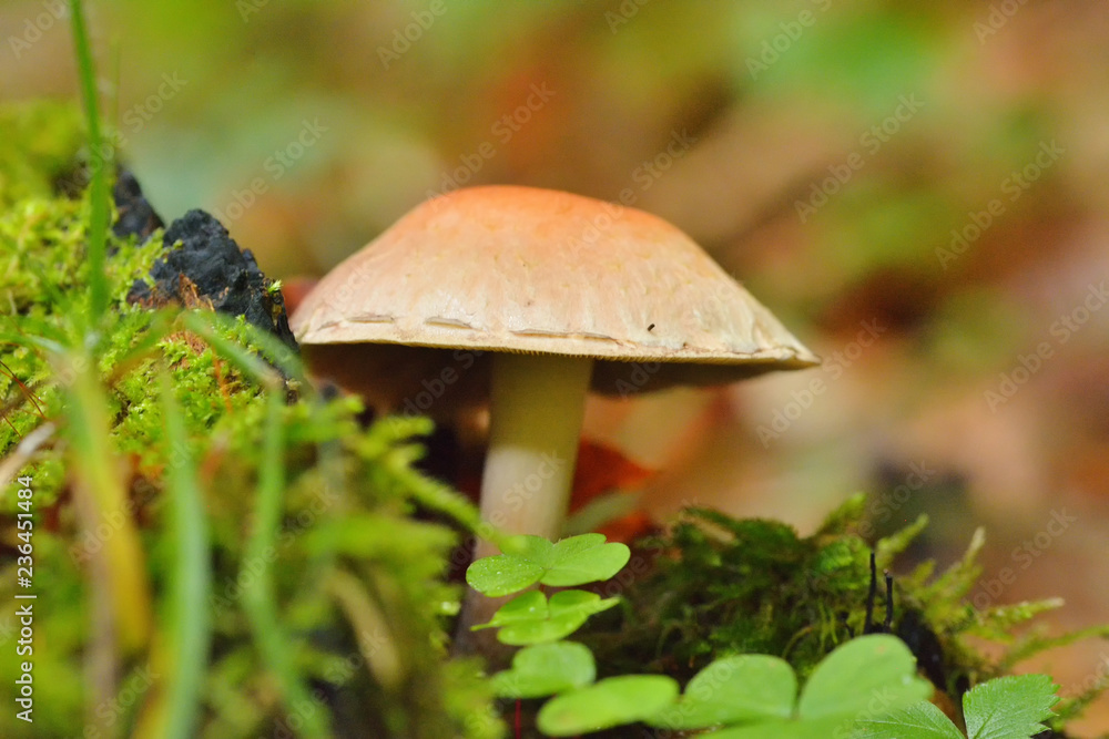 Mushrooms in the beech forest Mushrooms in the beech forest