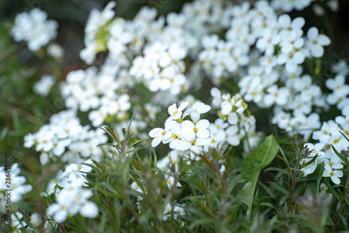 white summer flowers with green grass blossoming
