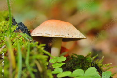 Mushrooms in the beech forest