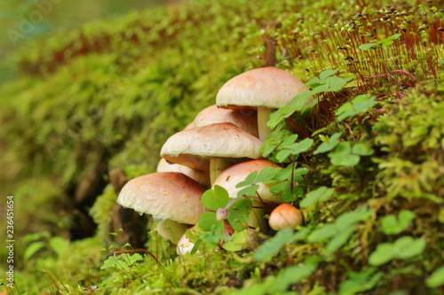 Mushrooms in the beech forest
