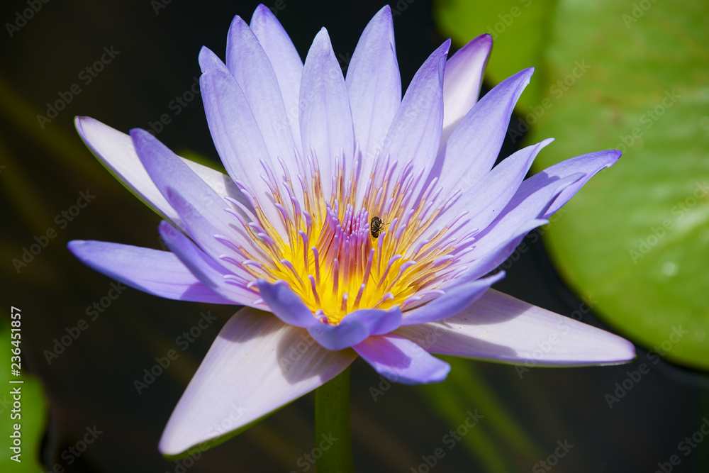 Beautiful blue and yellow Lotus flower with a bee in it in a pond in Pamplemousse botanical garden at Mauritius island. Beautiful blue and yellow Lotus flower with a bee in it in a pond in Pamplemousse botanical garden at Mauritius island.