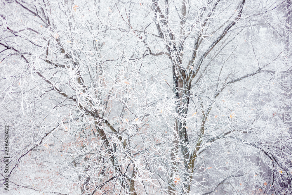 Frost and snow covered bare oak tree canopy on a cold foggy winter day. Weather and changing seasons concept Frost and snow covered bare oak tree canopy on a cold foggy winter day. Weather and changing seasons concept