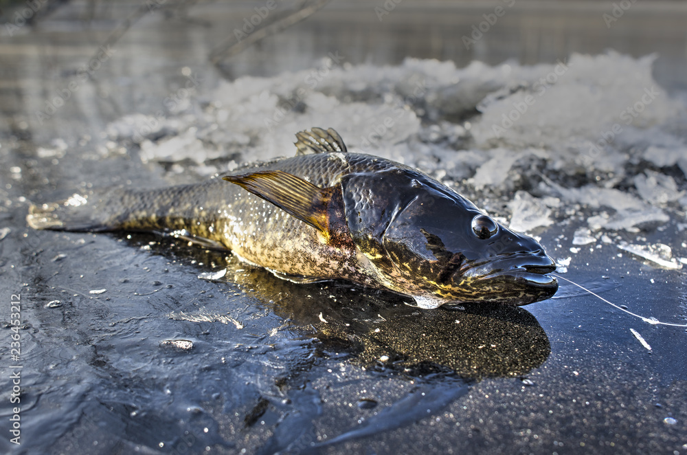 fish caught on winter fishing in the winter lies on the ice fish caught on winter fishing in the winter lies on the ice