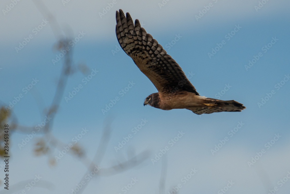 Fototapeta premium Female Northern Harrier flying over some low branches
