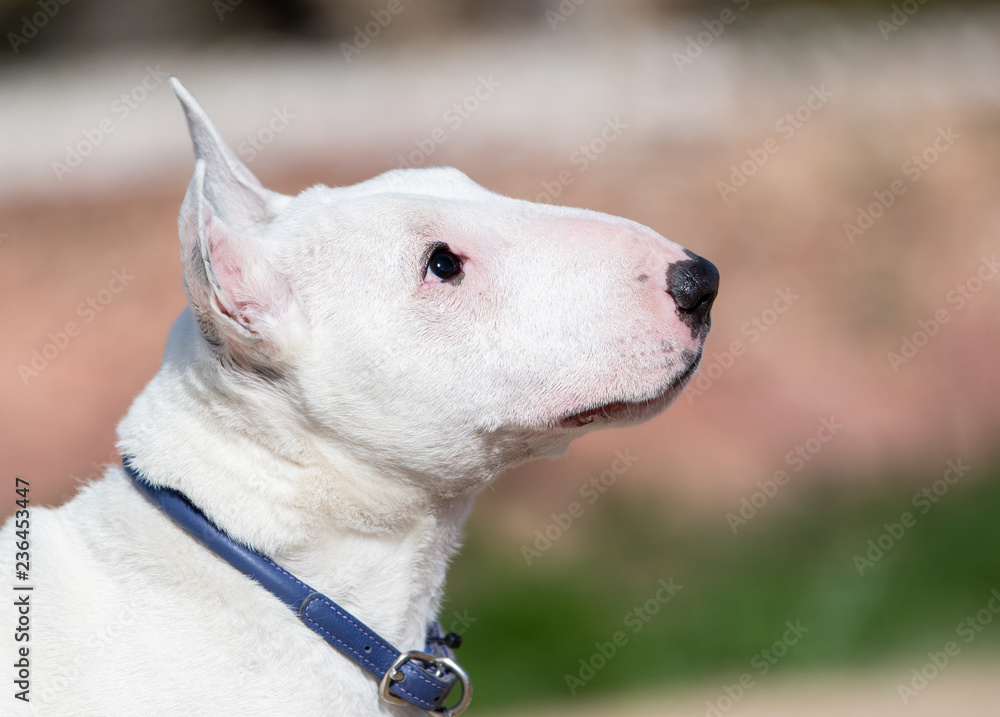 Profile portrait of a mini bull terrier