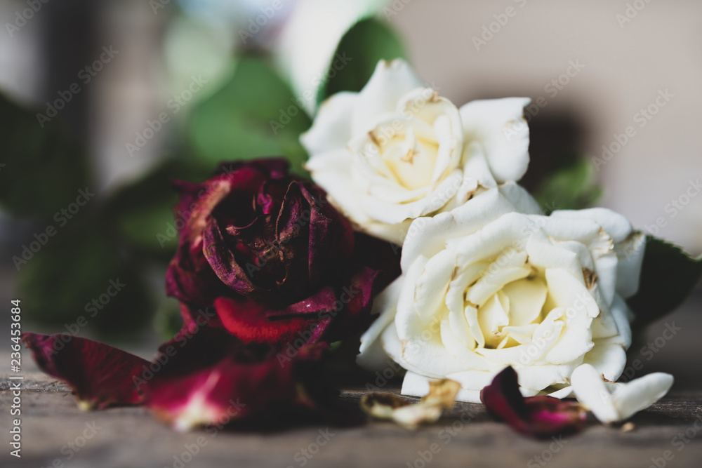 Fototapeta premium Beautiful dry red and white roses on grunge wooden background,still life