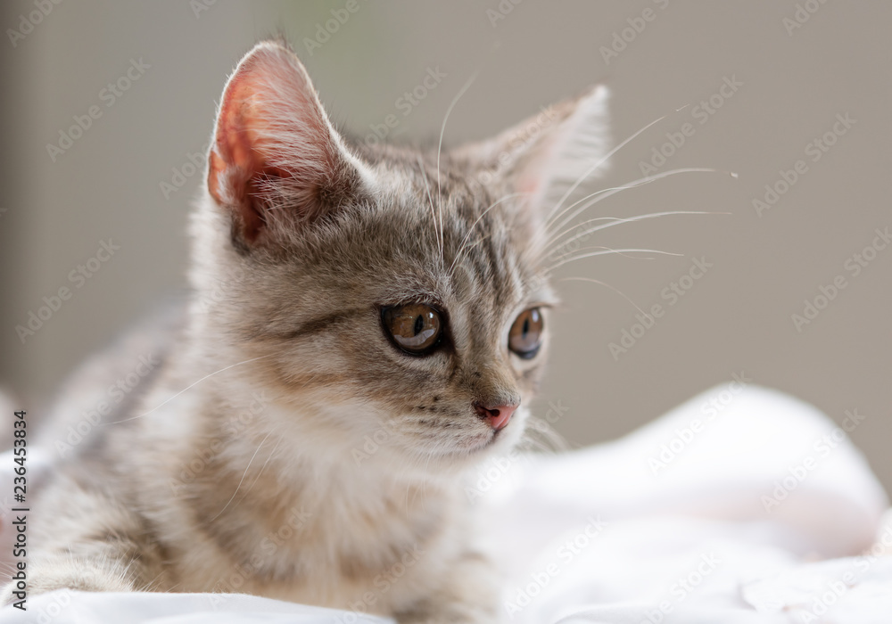 Lovely cute little cat on white background