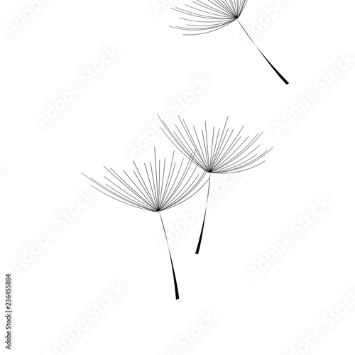 Flying dandelion. Dandelion fluff on blank background