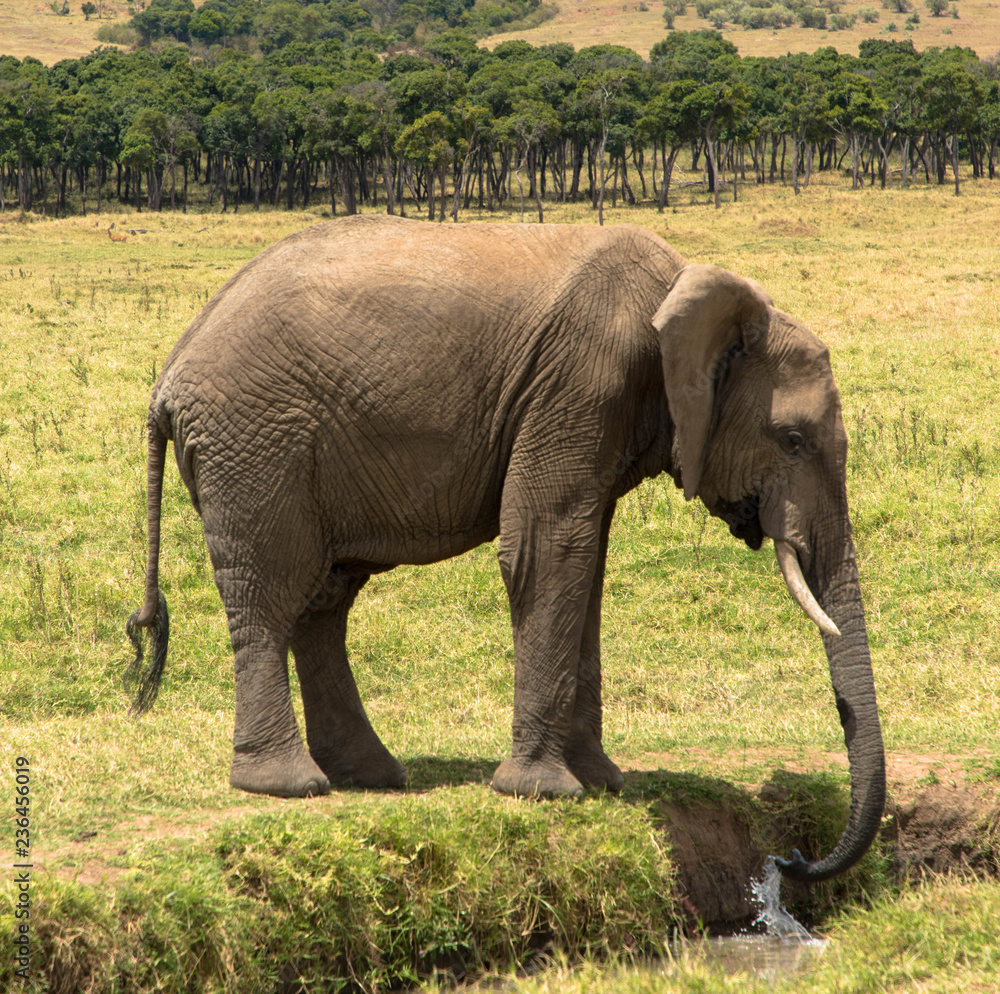 Elefant, durstig, Massai Mara
