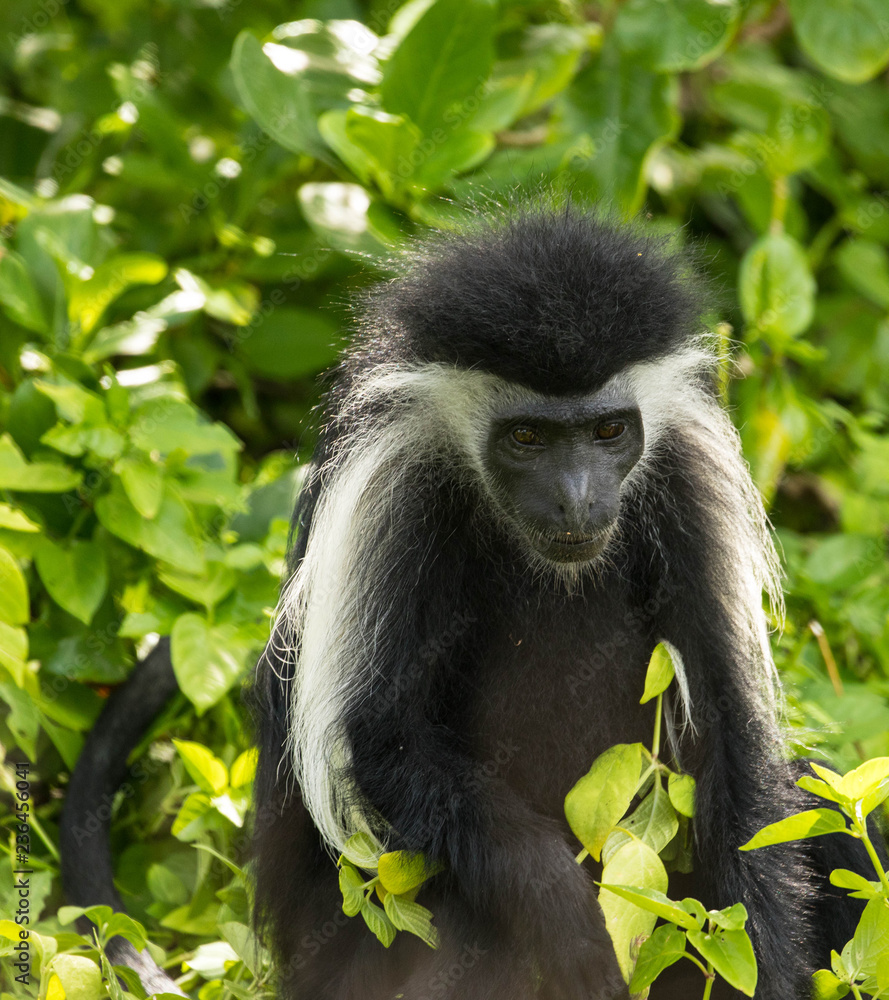 Colobus Affe im Baum