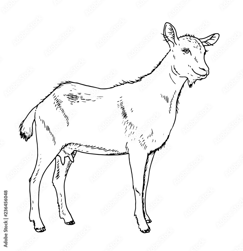 Drawing of domestic goat female - hand sketch of capra aegagrus hircus, black and white illustration Drawing of domestic goat female - hand sketch of capra aegagrus hircus, black and white illustration