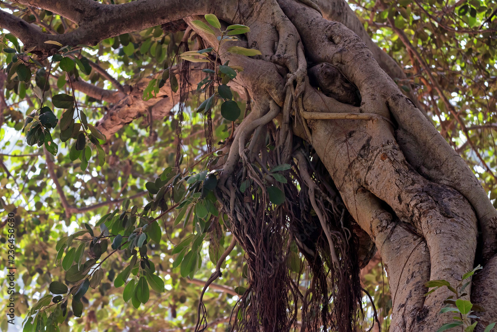 Stem of Banyan tree or Ficus benghalensis close Stem of Banyan tree or Ficus benghalensis close