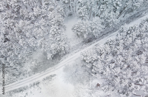 Winter snowy forest © olegkruglyak3