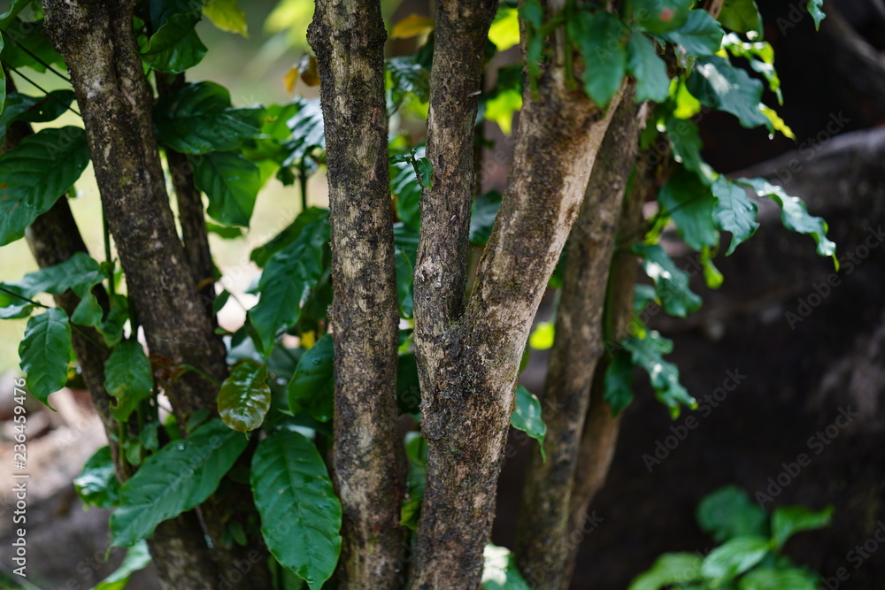 Bali organic red coffee plant tree Bali organic red coffee plant tree