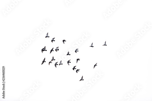 flock of pigeons in the winter sky 