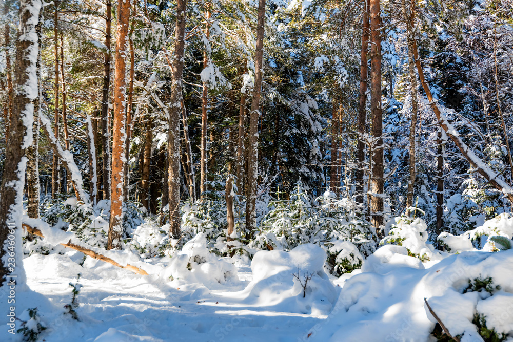 Fototapeta premium Fantastic pine winter forest with trees covered in snow