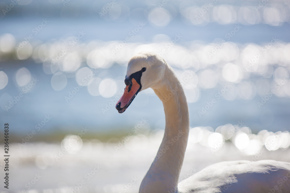 Fototapeta premium swan on the lake
