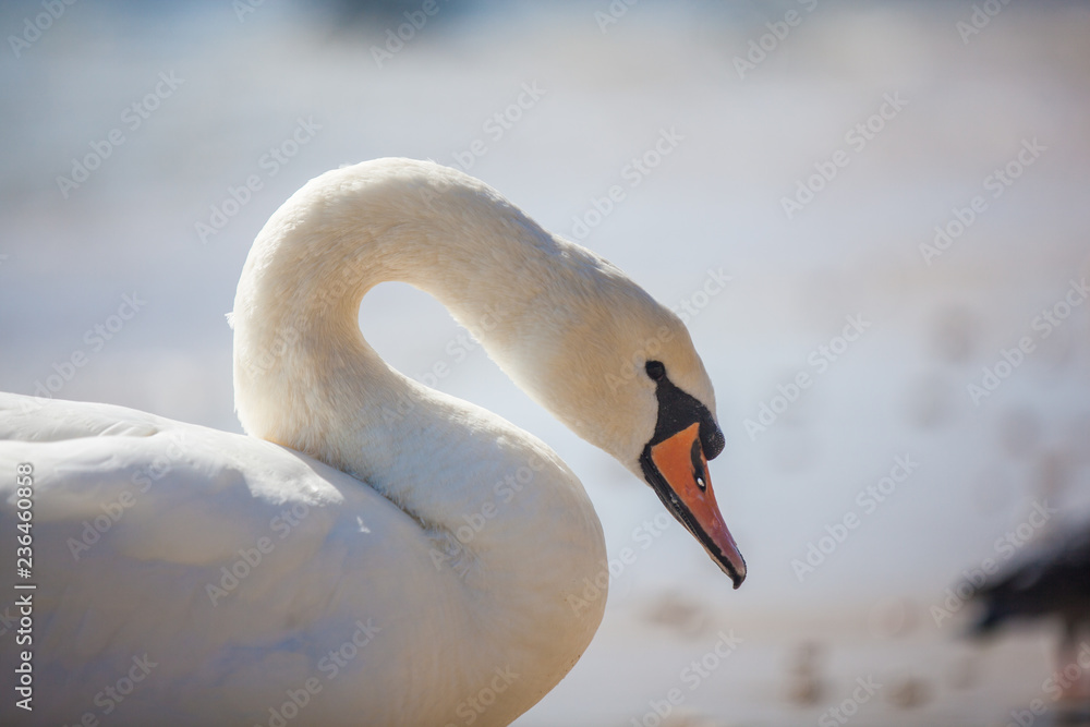 Fototapeta premium swan on the lake