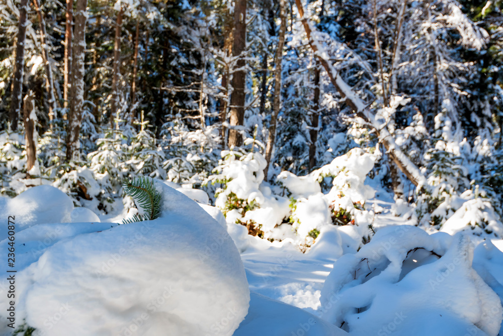 Fantastic pine winter forest with trees covered in snow Fantastic pine winter forest with trees covered in snow
