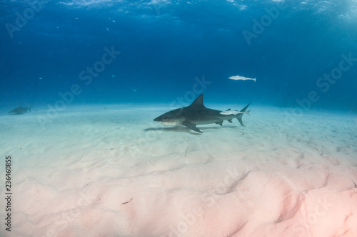 Bulls shark at the Bahamas