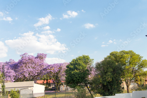 Sky and trees