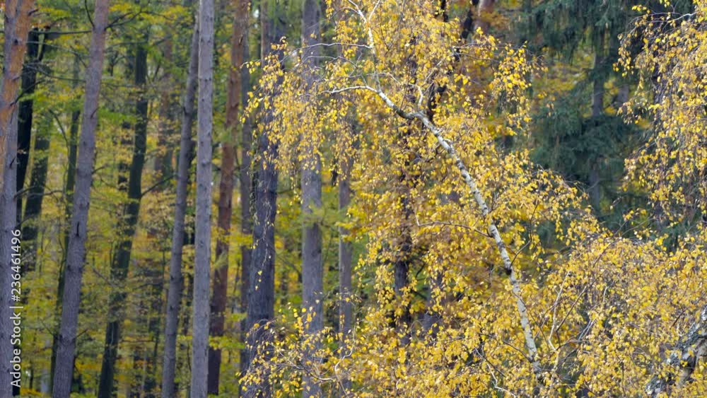Autumn in a nature. Colorful leaves in a autumn woods. Sunny bright day in forest during a fall season. Autumn in a nature. Colorful leaves in a autumn woods. Sunny bright day in forest during a fall season.