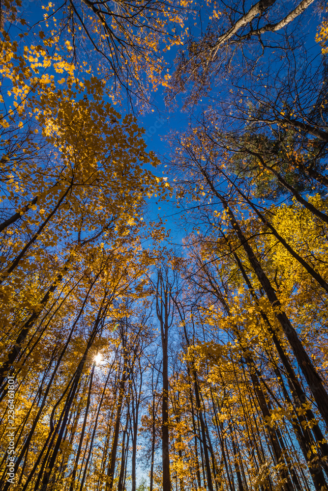 Naklejka premium Shining through the tall trees in Fall