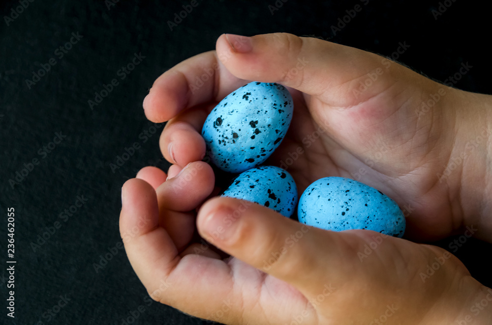 blue quail eggs on a dark background and hands blue quail eggs on a dark background and hands