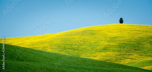 Blue, yellow, green - laconic landscape of the Tuscan hills in spring. Region Val d'Orcha, Italy © Svetlana