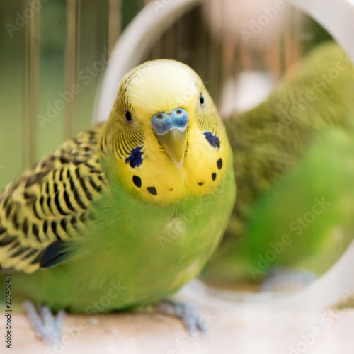 Green budgerigar parrot close up sits in cage. Cute green budgie.